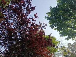 多彩树木映衬蓝天