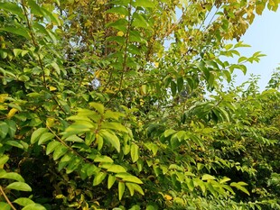 翠绿繁茂的树叶景观