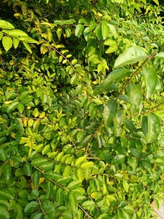 茂密翠绿的植物景观