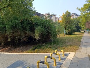 户外道路旁的绿植与设施