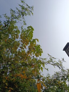 秋日树梢与空中飞鸟