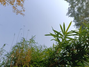 蓝天映衬下的葱郁植物