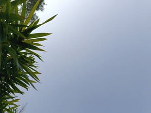 仰视翠绿枝叶与蓝天