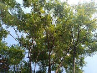 阳光下的葱郁树林