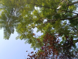 仰观枝叶繁茂的葱郁树木