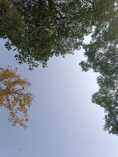 仰望秋日树梢与蓝天
