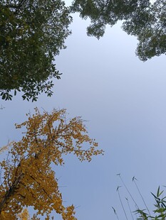 秋日银杏与绿树蓝天