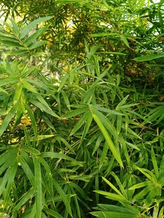 茂密绿植展现自然生机