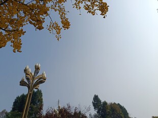 秋日树梢下的雕塑景观