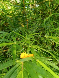 绿叶丛中的黄色艳丽花朵