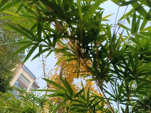 阳光下的翠绿竹叶