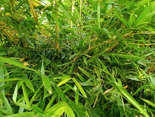 翠绿繁茂的丛生植物