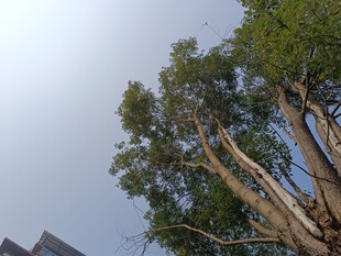 高大树木与阴沉天空景象