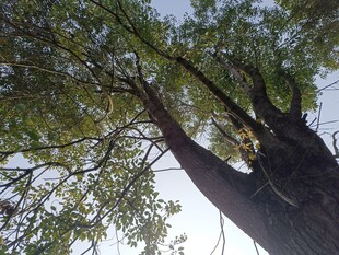 仰视下的繁茂大树