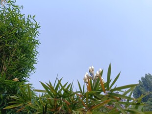 蓝天绿叶间的清新花卉