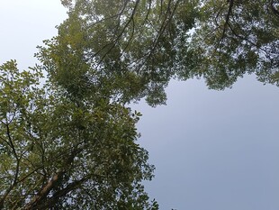 仰视葱郁树木与蓝天