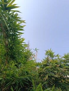 绿意盎然的植物景观