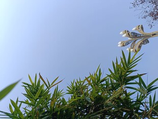 蓝天映衬下的清新绿植花朵