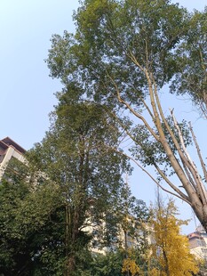 秋日挺拔树木与建筑景观