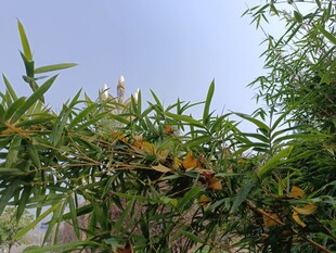 翠绿枝叶间的多彩植物