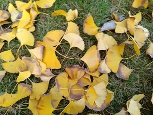 地上银杏落叶美景