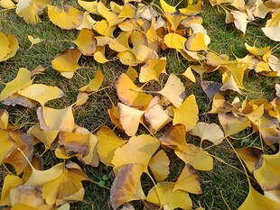 银杏落叶铺就秋日美景