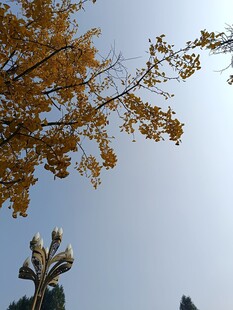 秋日银杏与远处建筑