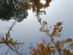 仰望金黄银杏树枝桠