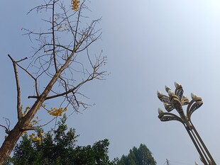 枯树与路灯的户外景象