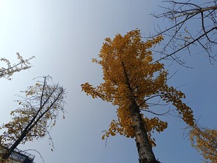 仰望秋日金黄银杏树