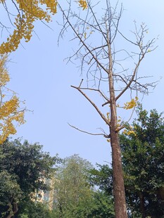 秋日枯树与葱郁树木同框