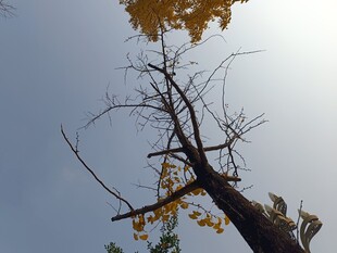 秋日枯树与金黄树叶