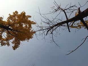 秋日银杏树枝映蓝天