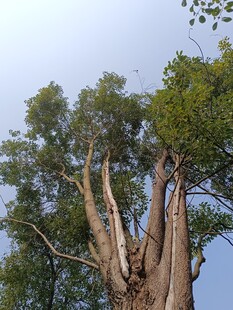 高大繁茂的树木仰视景象