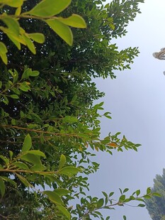 绿叶繁茂的树梢景象