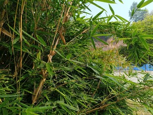 茂密绿植景观