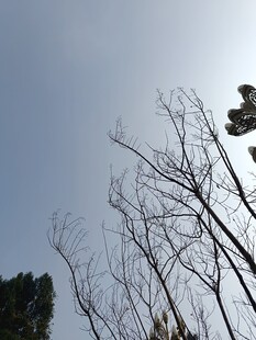 冬日枯树与蓝天景象