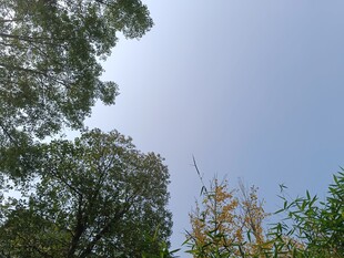仰视绿树蓝天美景