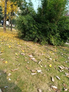 秋日草地落叶与绿植景观