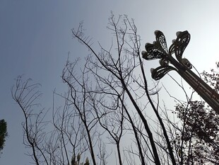 冬日枯树旁的照明设备