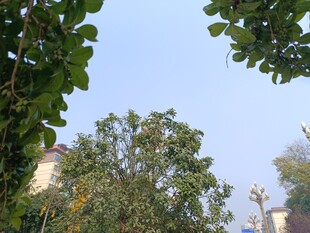 绿树掩映下的建筑一角