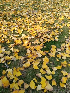 金黄银杏叶铺满地面
