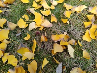 秋日银杏落叶铺满草地