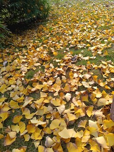 秋日银杏落叶铺满小径