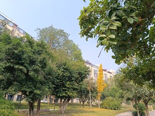 城市中的绿意盎然公园景