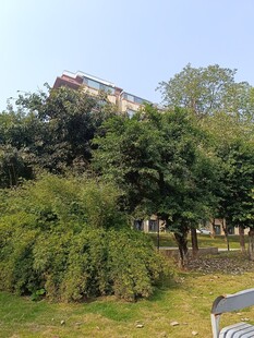 绿树环绕的居民楼