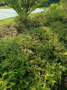 河畔繁茂绿植景观