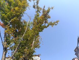 秋日蓝天旁的葱郁树木