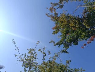 蓝天绿树间的明媚景致