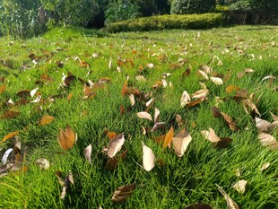 草地散落枯叶的自然景象